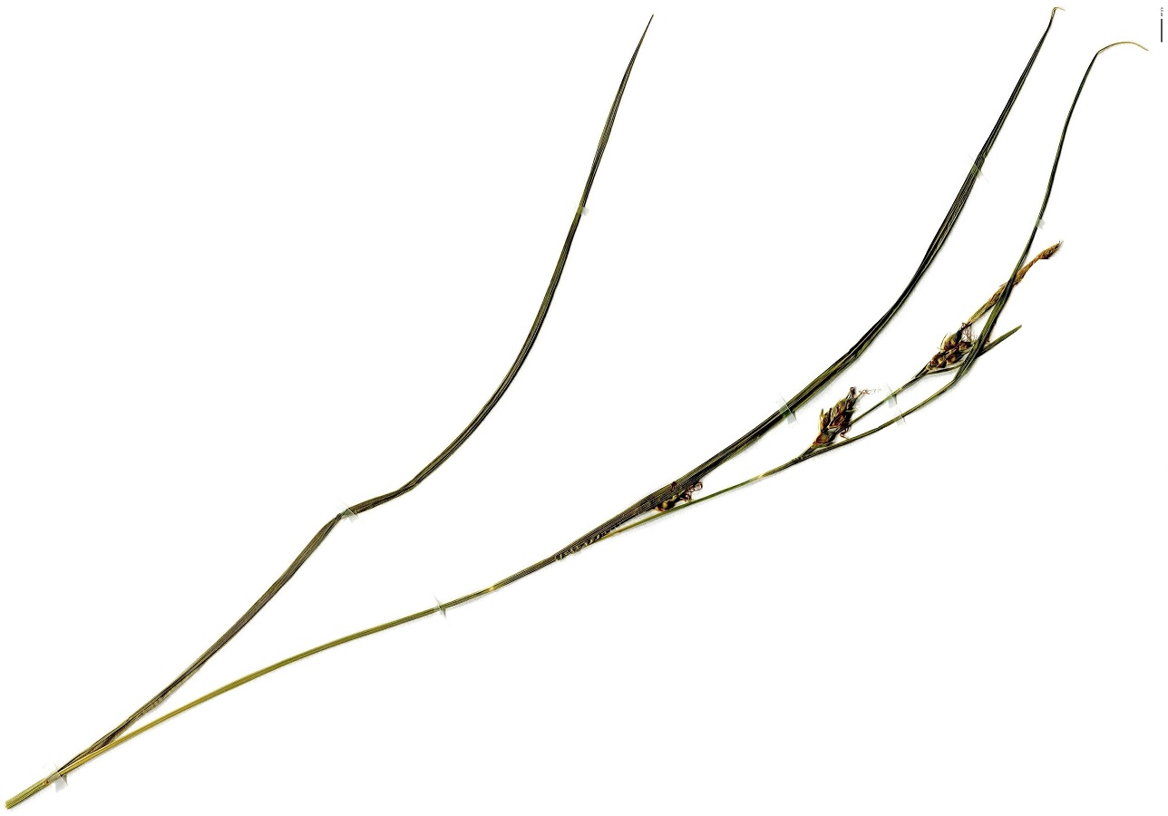 Carex depauperata (Cyperaceae)